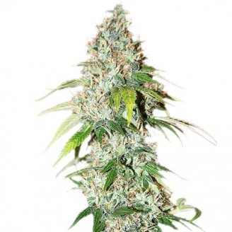 Семена конопли сорта L.Ghost OG Auto Fem.