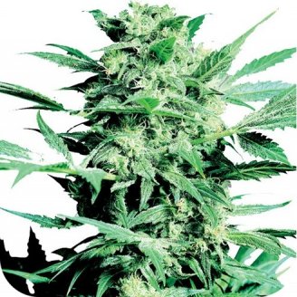 Семена конопли сорта Poison Kush Auto Fem.