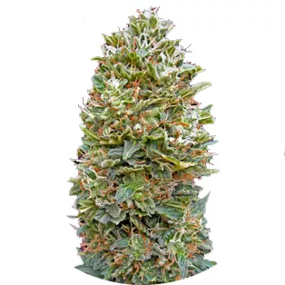 Семена марихуаны купить сорт Bubble Gum Auto Fem.