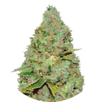 Семена марихуаны купить сорт Critical Auto Fem.
