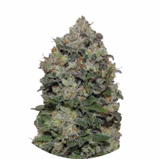 Семена марихуаны купить сорт Northern Lights Fem.