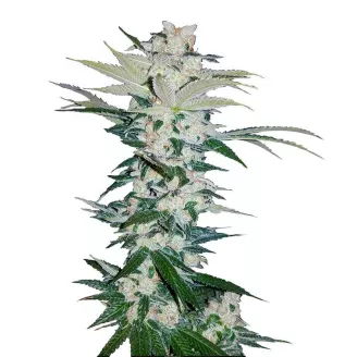 Семена марихуаны купить сорт Sour Diesel Auto Fem.