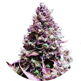 Семена конопли сорта Cream Caramel Auto Fem.