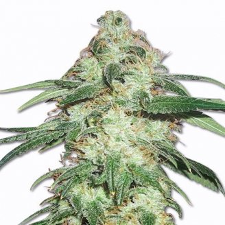 Семена конопли сорта Pound Cake Auto Fem.